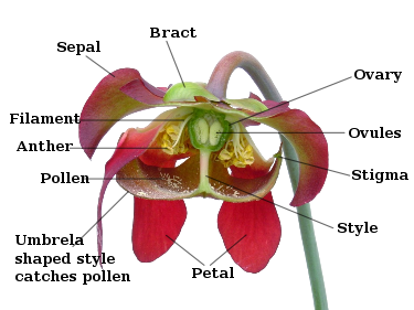 Sarracenia flower notitles.svg