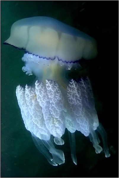 Jellyfish, near Romanian coast.