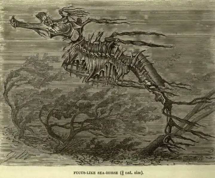 File:WeedyDragonLyd.jpg