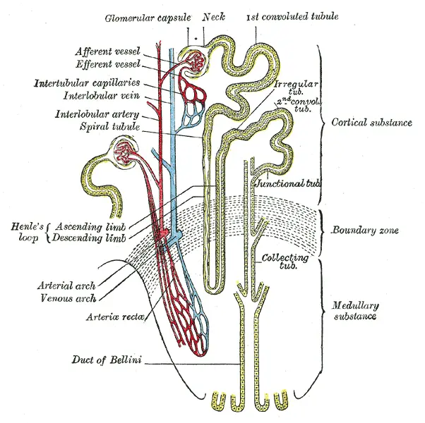 File:Gray1128.png