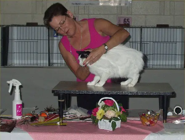 File:Catjudging.jpg