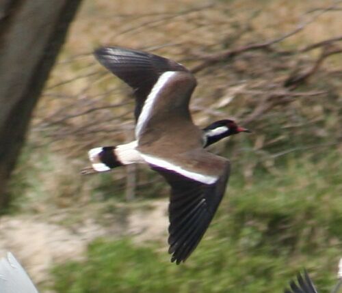 File:9378 lapwing-flight-vee.jpg
