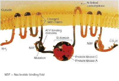 File:CFTR.jpg