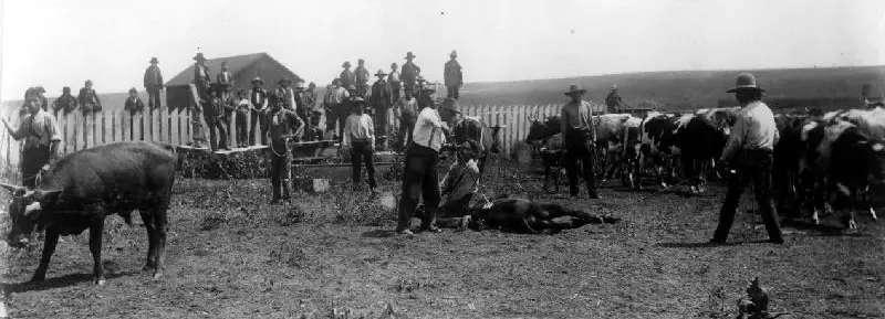 File:Indian students branding cattle.png