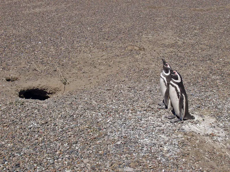 File:Chubut-PuntaTombo-P2220146b.jpg
