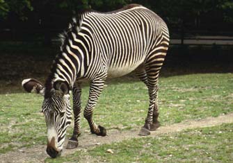 File:Grevys zebra.jpg