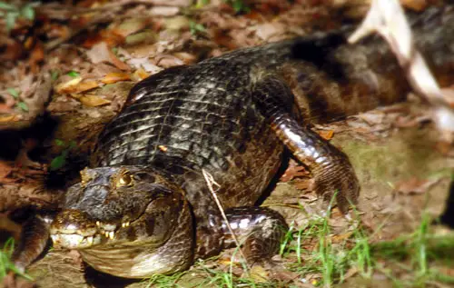 File:1jacare.jpg