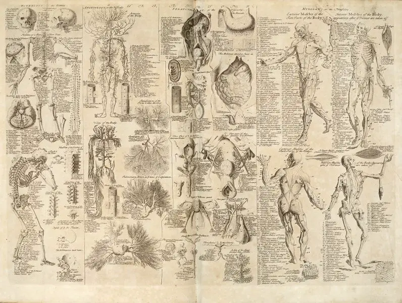 File:Anatomical chart Cyclopaedia.jpg