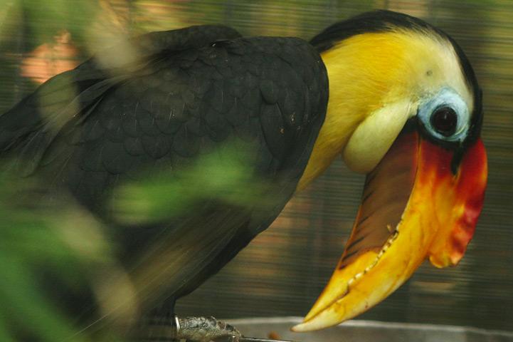 File:Lightmatter hornbill2.jpg