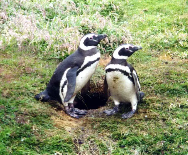 File:Spheniscus magellanicus burrow 2.jpg