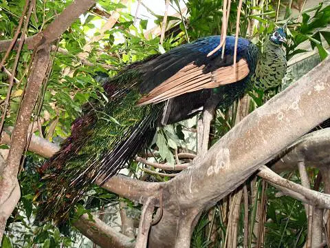File:Stavenn Pavo muticus 01.jpg