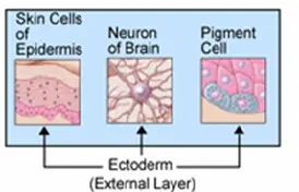 File:Ectoderm.png