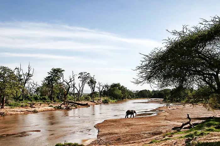 File:Crossing elephant .jpg