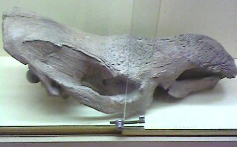 File:Coelodonta antiquitatis.jpg