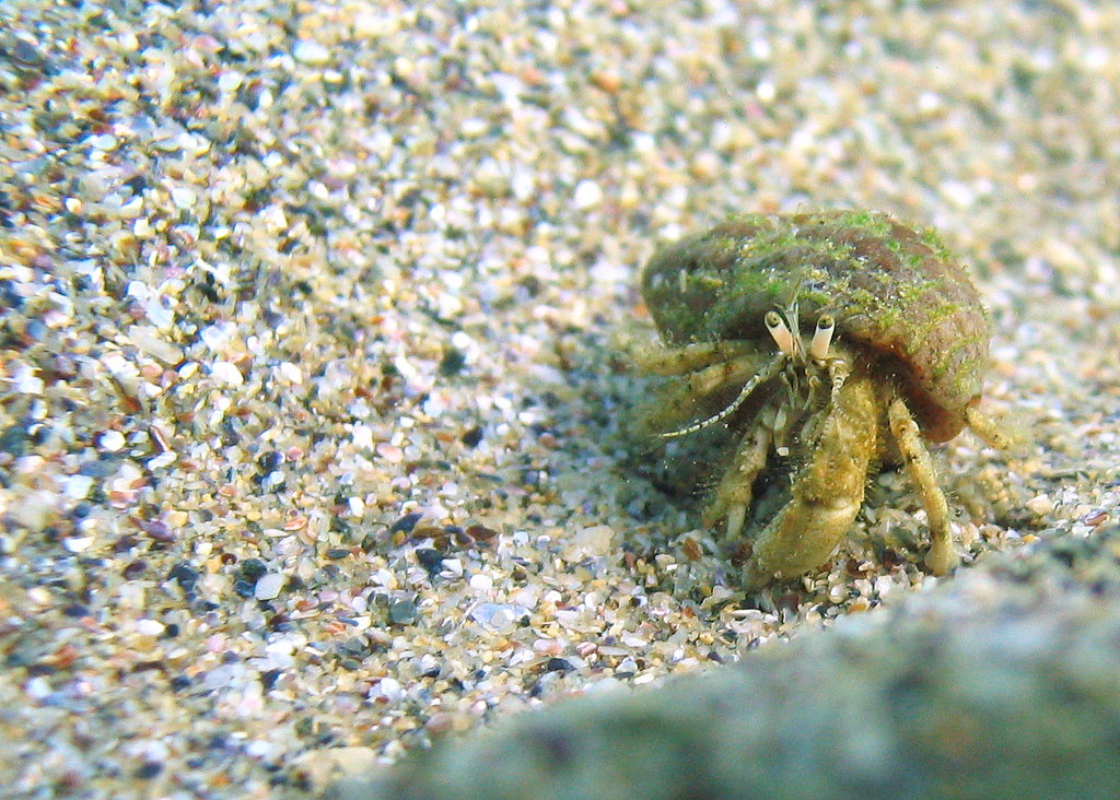 Hermit crab, near Romanian coast.