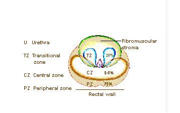 File:Illu prostate zones.jpg