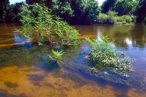 File:1clear-water.jpg