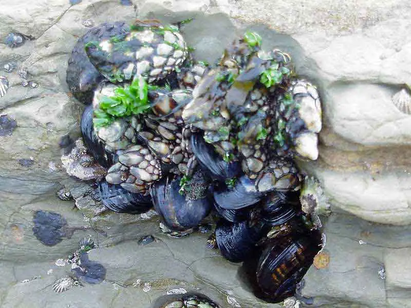 File:Mussels.jpeg