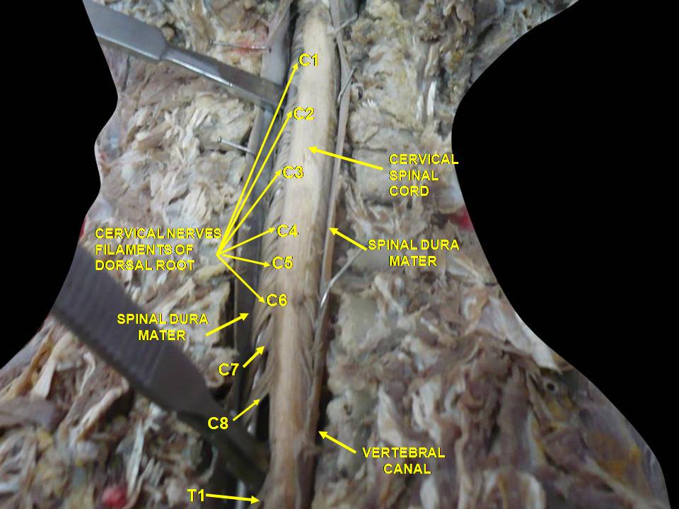 Spinal cord. Spinal membranes and nerve roots.Deep dissection. Posterior view.