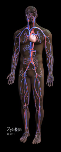 File:Circulatorysystem.jpg