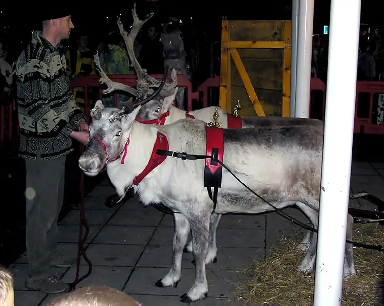 File:Reindeer.yate.arp.750pix.jpg