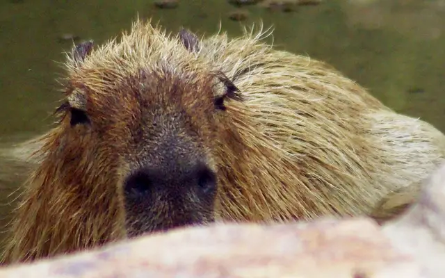 File:Capybara Hattiesburg Zoo (70909b-48) 640x400.jpg