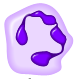 File:Neutrophil.png