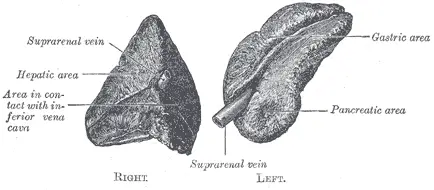 File:Gray1183.png
