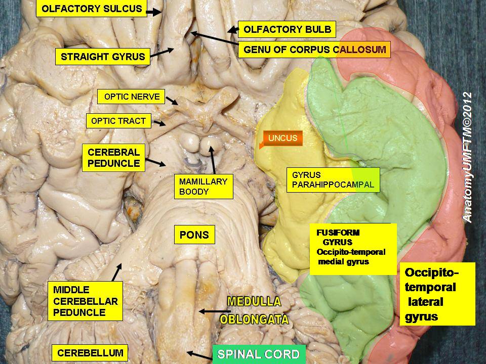 The base of the brain and the top of the spinal cord