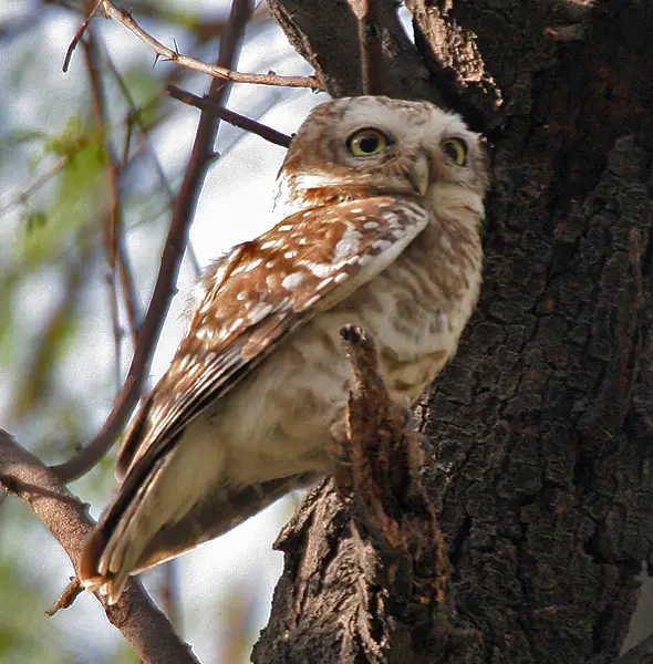 File:Spotted Owlet (Athene brama) at Bharatpur I IMG 5277.jpg