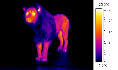 File:Wiki lion.jpg