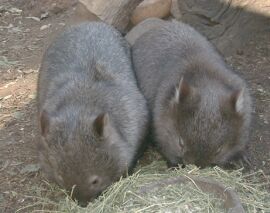 File:Wombats in captivity.jpg
