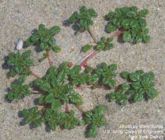 File:Amaranth2.jpg