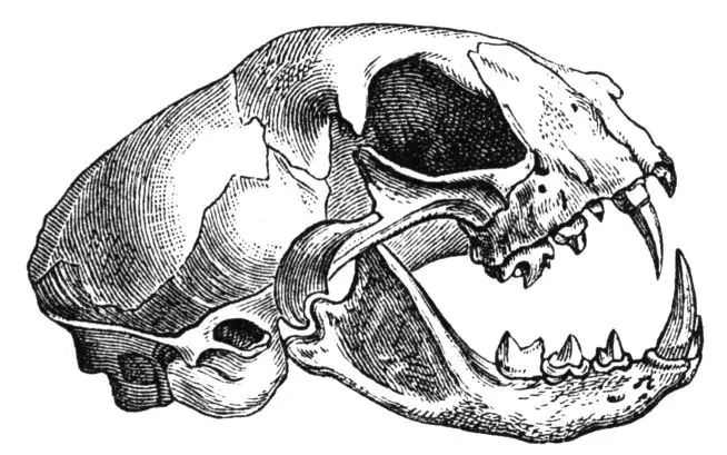File:Felis catus-skull-drawing.jpg