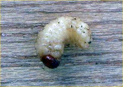 File:Engerling1.jpg