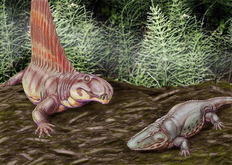 File:800px-Dimetr eryopsDB.jpg