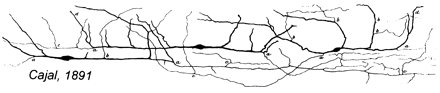 File:Cajal-Retzius cell drawing by Cajal 1891.gif
