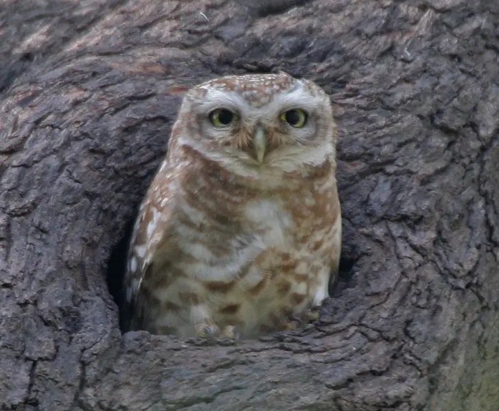 File:Spotted Owlet (Athene brama) at Bharatpur I IMG 5275.jpg