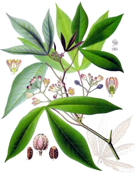 File:Koeh-090.jpg