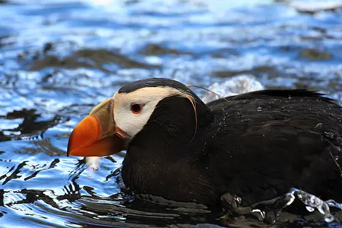 File:Alaska tufted puffin.jpg