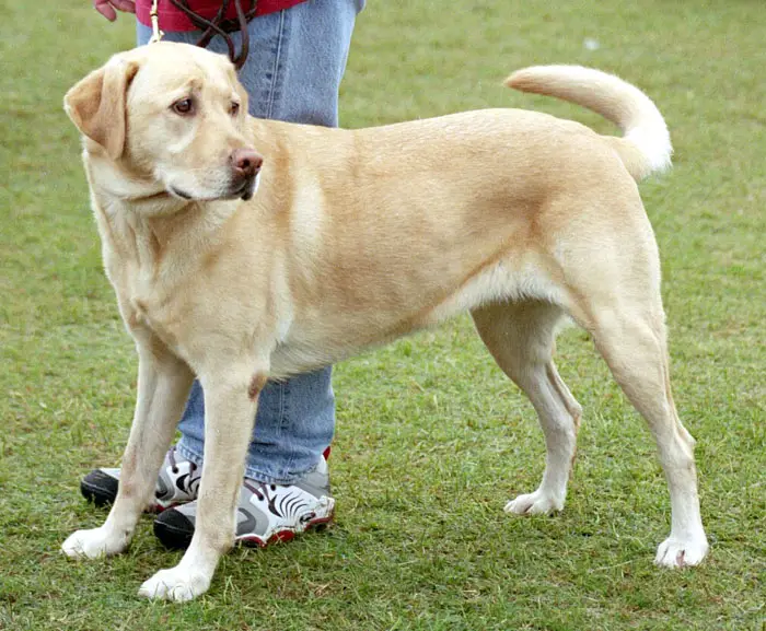 File:YellowLabradorLooking.jpg