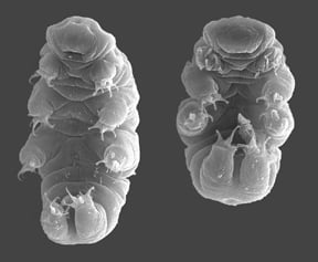 The tardigrade Hypsibius dujardini