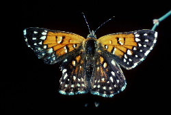 File:Langesmetalmarkbutterfly91.jpg