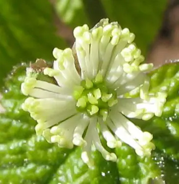 File:Hydrastis canadensis - goldenseal - desc-flower front view.jpg