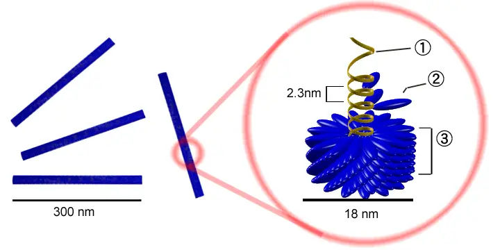 File:Tobacco mosaic virus structure.png
