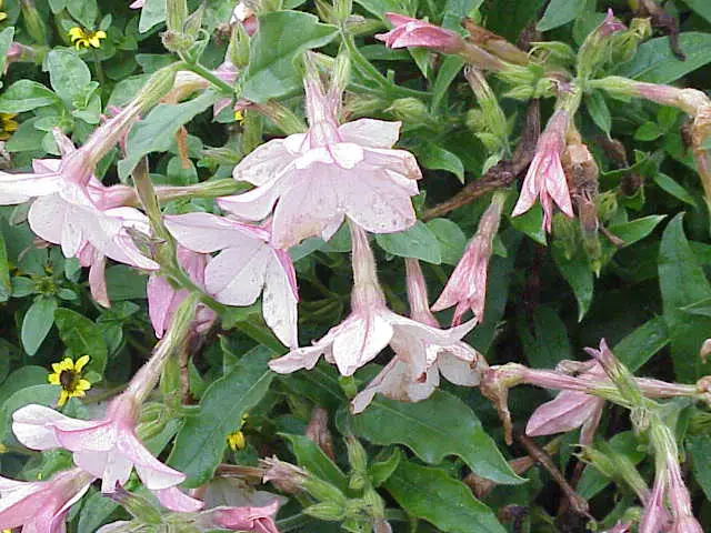 File:Nicotinana alata0.jpg
