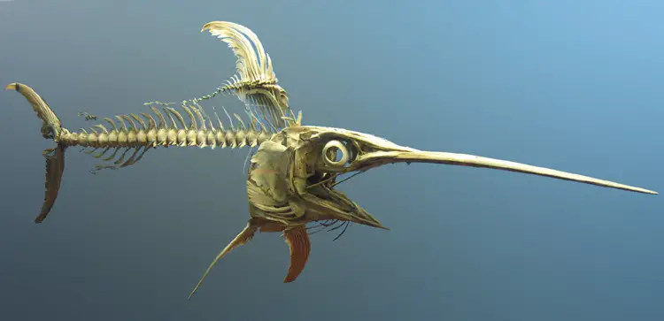 File:Swordfish skeleton.jpg