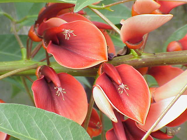 File:Erythrina crista-galli2.jpg