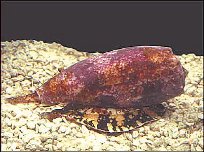 File:Conus-geographicus.jpg