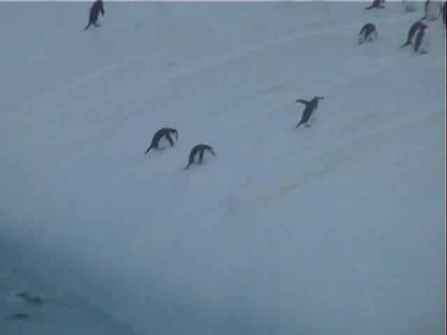 File:Mid-Pygoscelis antarctica trying to get to iceberg.wmv.OGG.jpg